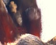 Volcano eruption