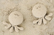 sand squid