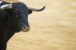 Toro bravo en la arena de la plaza.