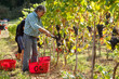 Foto: Vendemmia Raccolto dell'uva Vendemmia Raccolto dell'uva
