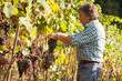 Foto: Vendemmia Raccolto dell'uva Vendemmia Raccolto dell'uva