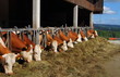 Stall auf dem Land