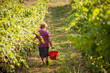 Foto: Vendemmia Raccolto dell'uva Vendemmia Raccolto dell'uva