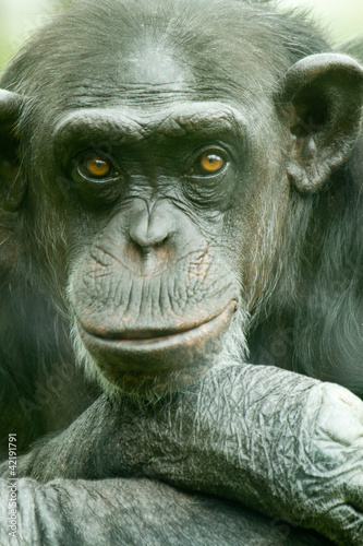 Photo: chimpanzee portrait chimpanzee portrait