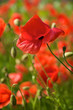 a red poppy field