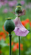 poppy capsules on a soft colorful background