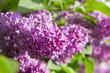 Photo: lilac purple flowers lilac purple flowers