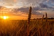 wheat field at the evening