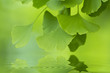 ginkgo biloba
