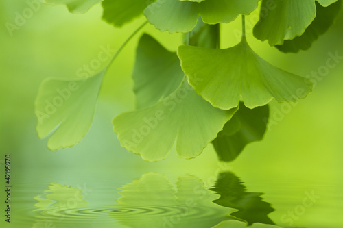 Photo: ginkgo biloba ginkgo biloba
