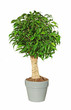 ficus bonsaï