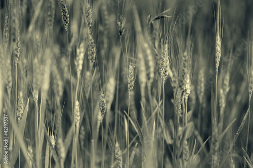 Photo: wheat-beauty nature wheat-beauty nature