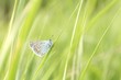 Butterfly on a blade of grass in a spring morning