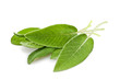 Sage leaves