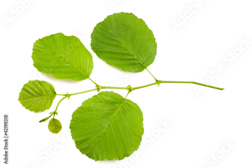 Photo: Hazel leaves Hazel leaves