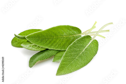 Photo: Sage leaves Sage leaves
