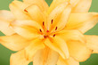 Photo: Lily bloom Lily bloom