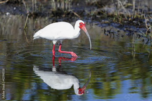 Photo: american white ibis, eudocimus albus american white ibis, eudocimus albus