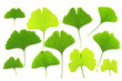 Ginkgo - verschiedene Blattformen