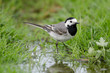 Bachstelze, White wagtail, Motacilla alba