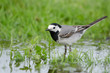 Bachstelze, White wagtail, Motacilla alba