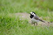 Bachstelze, White wagtail, Motacilla alba