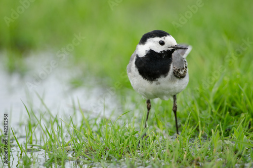 Foto: Bachstelze, White wagtail, Motacilla alba Bachstelze, White wagtail, Motacilla alba
