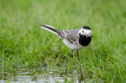 Foto: Bachstelze, White wagtail, Motacilla alba Bachstelze, White wagtail, Motacilla alba