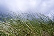 Dünengrass @ miket