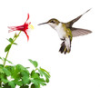 Photo: Columbine Quaff Columbine Quaff