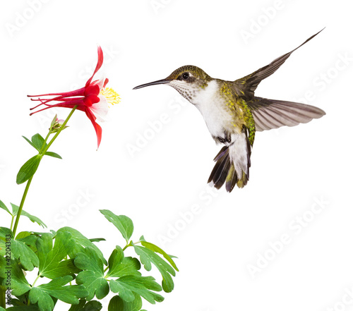 Photo: Columbine Quaff Columbine Quaff
