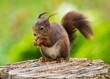 Red Squirrel (Sciurus vulgaris)