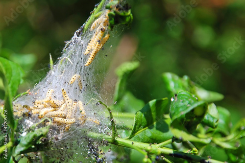 Photo: yellow varmint caterpillar yellow varmint caterpillar