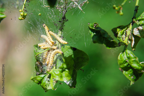Photo: yellow vermin yellow vermin
