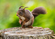 Red Squirrel (Sciurus vulgaris)