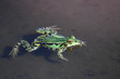 Foto: Green frog in water Green frog in water