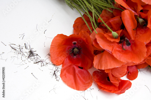 Photo: red poppy flowers on white table red poppy flowers on white table