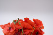 red poppy flowers on white background