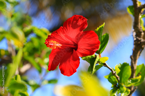 Photo: Hawaii Hibiscus Hawaii Hibiscus