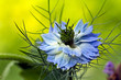 	Schwarzkümmel Blume