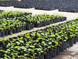 Young plant