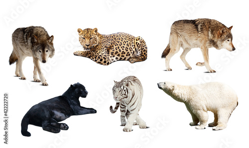 Photo: Set of Carnivora mammal. Isolated over white Set of Carnivora mammal. Isolated over white