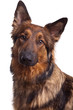Schäferhund
