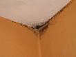 Foto: Schimmel an der Decke Schimmel an der Decke