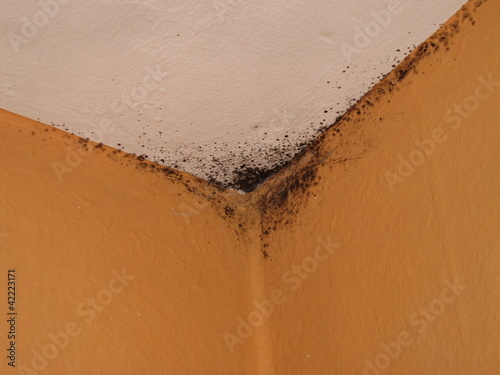 Photo: Schimmel an der Decke Schimmel an der Decke