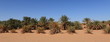 Oasen der Sahara