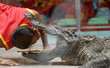 crocodile