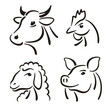 Cow Pig Sheep Chicken