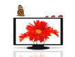 Flat TV mit Gerbera und Insekten