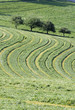 Foto: Gemähte Wiese Gemähte Wiese